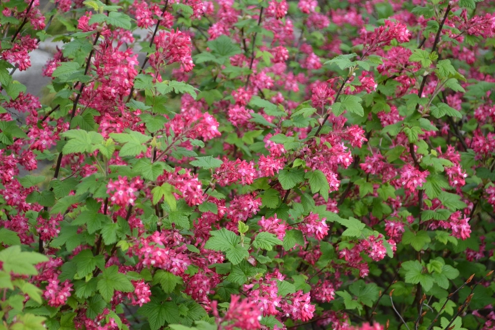 Flowering red flower currant (Ribes sanguineum)