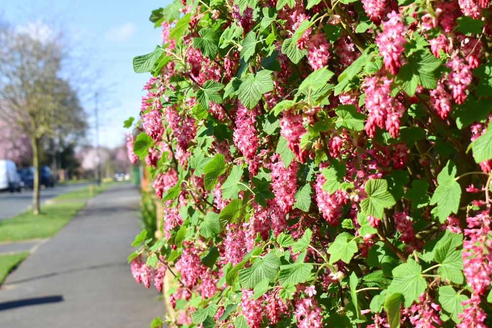 Beautiful Red flowering currant or Ribes sanguineum flower blossom with green leaves in sunshine day on springtime in the UK. Nature background.