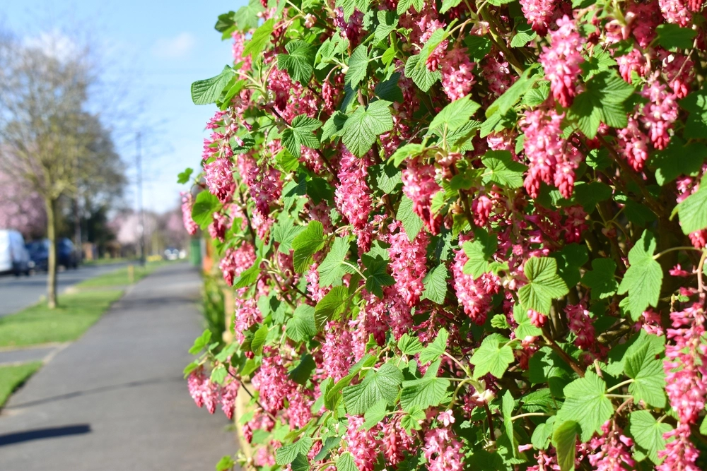 Beautiful Red flowering currant or Ribes sanguineum flower blossom with green leaves in sunshine day on springtime in the UK. Nature background.