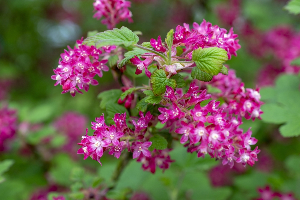 Flowering currant in a public park in Germany
