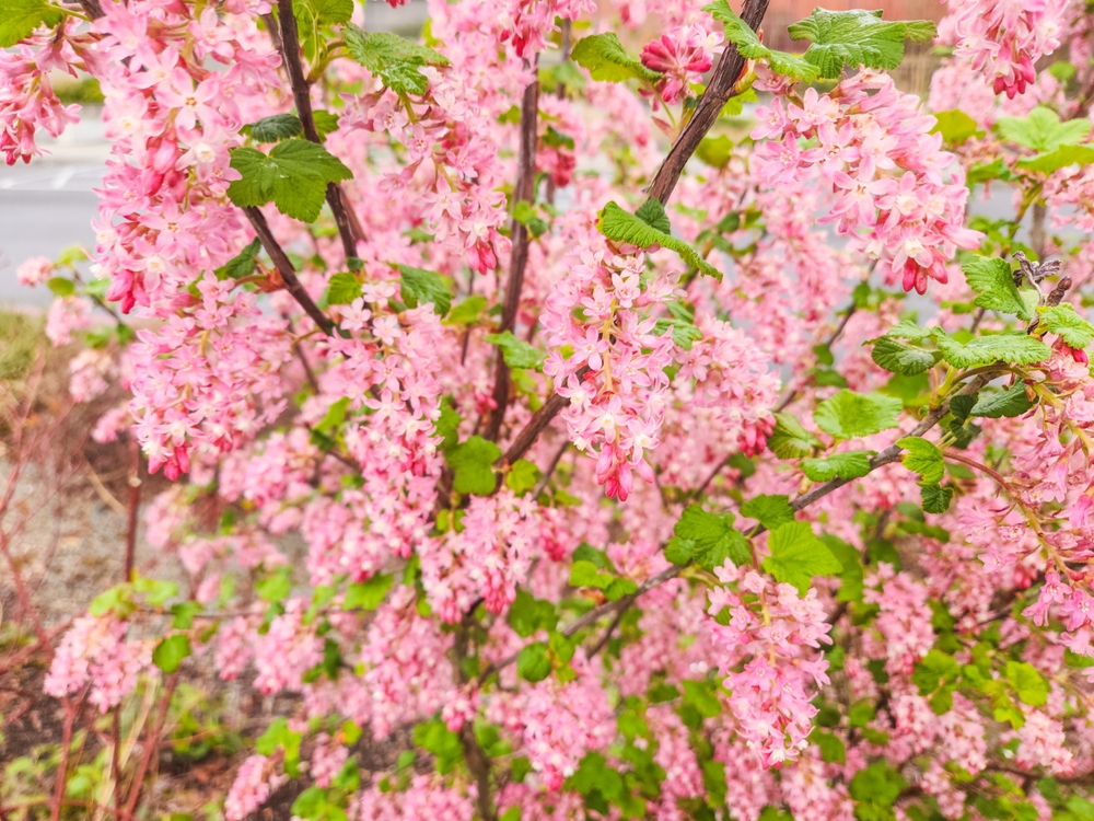 Flowering currant (Ribes sanguineum) is a North American species of flowering plant in the family Grossulariaceae, native to western United States and Canada.