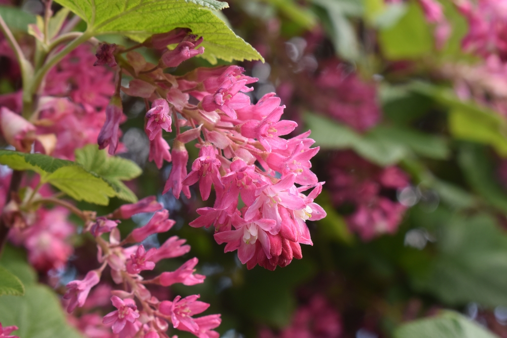 Ribes, The Flowering Currant