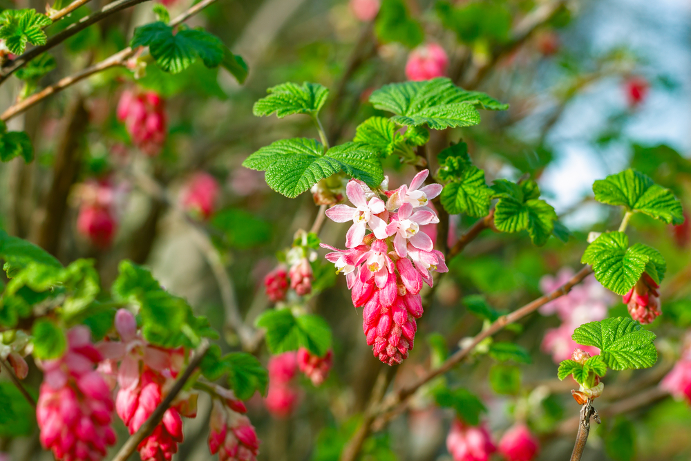 Ribes - The Flowering Currant