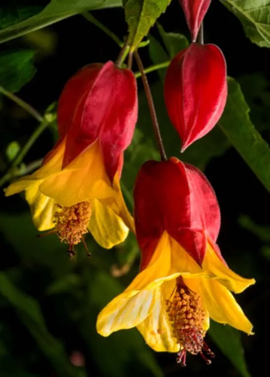 The Elegant Abutilon Golden Yellow and Rose Coloured Flowers