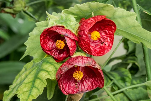 Redvein Abutilon (Abutilon pictum) in park, Abkhazia