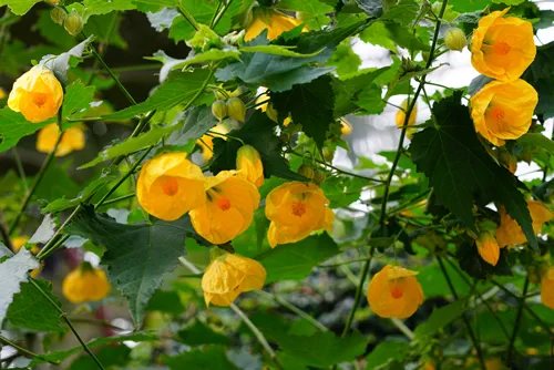 View of an Abutilon flower plant (Indian mallow)