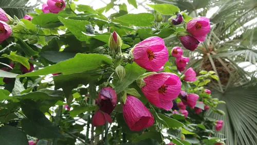 Chinese lantern abutilon, Pink flowering maple, Abutilon hybridum pink