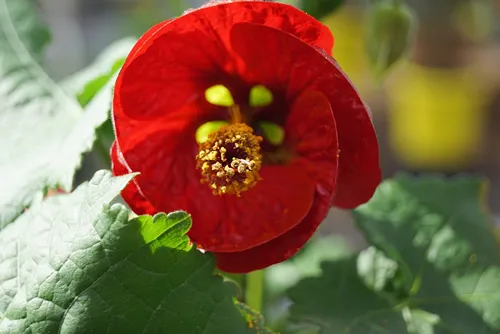 macro closeup of bright red orange garden Abutilon darwinii Callianthe Indian mallow velvetleaf room flowering maple flower plant heart center against green garden backgorund