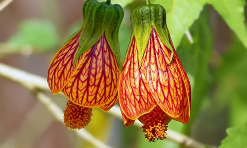 Abutilon hybridum is a species name used for a wide variety of different types of flowering plants of uncertain origin in the genus Abutilon, hanging colorful flower against natural green background