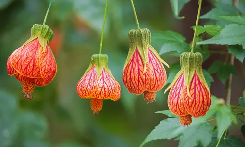 Abutilon hybridum is a species name used for a wide variety of different types of flowering plants of uncertain origin in the genus Abutilon, hanging colorful flower against natural green background