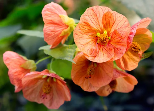 Flower hybrid abutilon (room maple) Abutilon is found in the form of shrubs, trees or herbaceous crops. In natural conditions it grows in America, Asia, Australia and Africa.