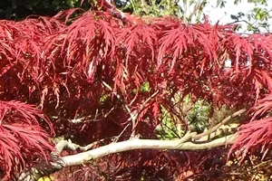 Acer Palmatumn Rubifolium Lionheart Leaf