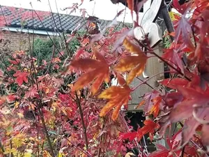 Acer Palmatumn fireglow autumn leaf yellow