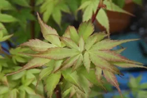 Acer Palmatumn Katsura Spring Leaf