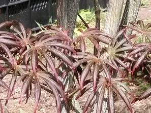 Acer Palmatumn trompenburg autumn leaf