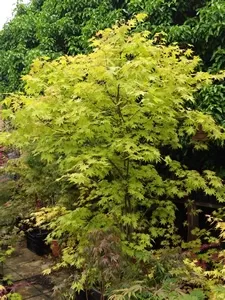 Acer Palmatumn summer gold