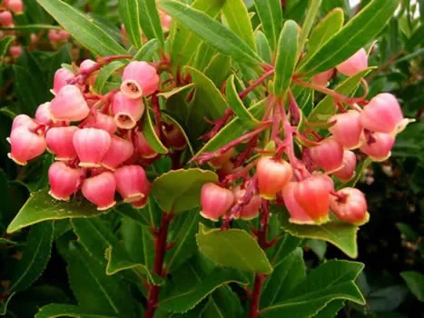 a Chinese abelia