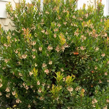 a Chinese abelia