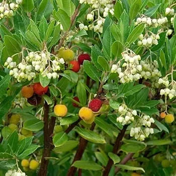 a Chinese abelia