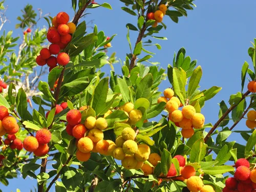 A strawberry tree (arbutus unedo) an evergreen with mature fruits