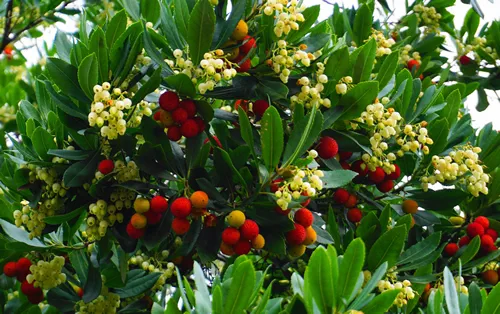Fruits and bell-shaped white flowers on arbutus evergreen tree close up.