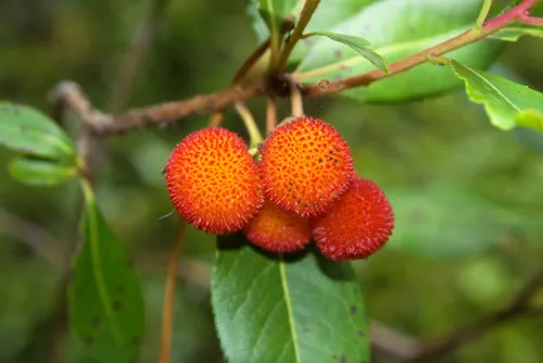 Arbutus unedo is an evergreen plant typical of the Mediterranean region. The fruit is a red aggregate drupe with a rough surface.