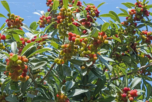 Strawberry tree - arbutus unedo an evergreen with mature fruits