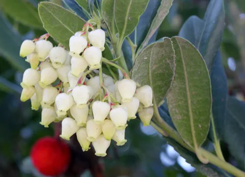 Arbutus unedo, Strawberry tree, small evergreen tree with green serrated leaves, bell shaped flowers in hanging clusters and strawberry like fruits.ripening from yellow to orange to finally red.