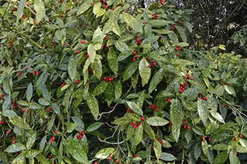 the Aucuba Japonica shrub