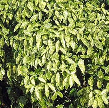 An Overgrown the Aucuba shrub which is in need of pruning