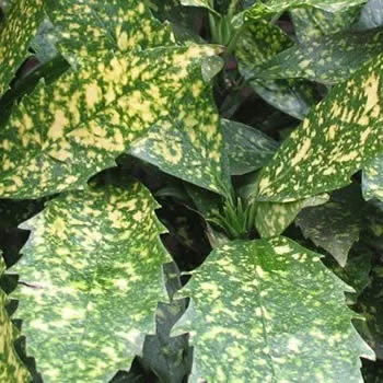 the Aucuba Variegata shrub