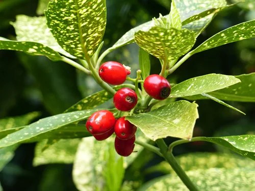 Aucuba japonica, commonly called spotted laurel. Garryaceae family
