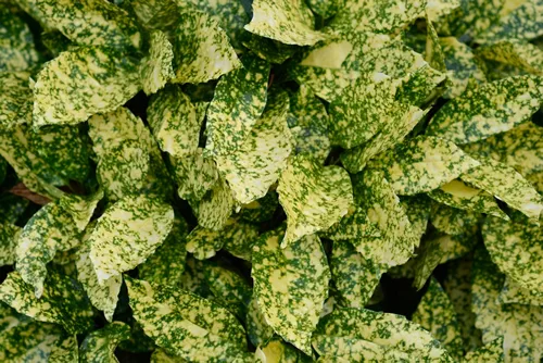 Variegated Japanese laurel leaves - Latin name - Aucuba japonica Variegata