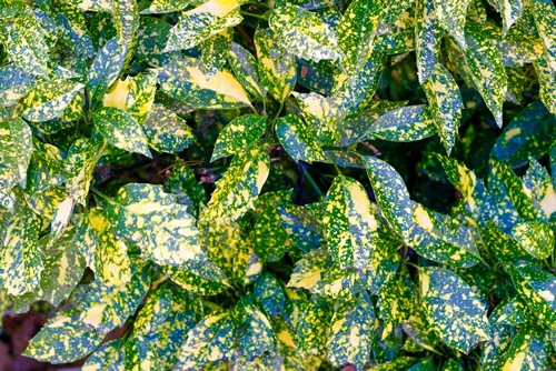 Aucuba japonica plant gren yellow leafs.