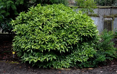 This spotted leaved aucuba grows slowly as a dense rounded evergreen shrub. It prefers rich, moist well-drained soil in partial to full shade. Flowers appear in the in early spring and the foliage gl