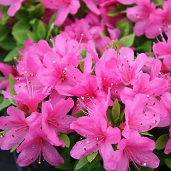 An Azalea Geisha Pink