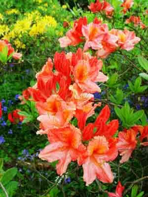 An Azalea