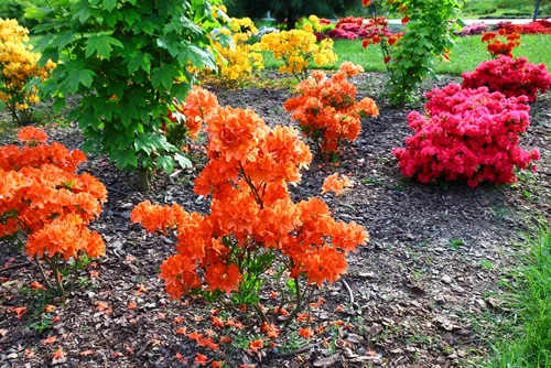 Colourful azaleas blooming in the garden
