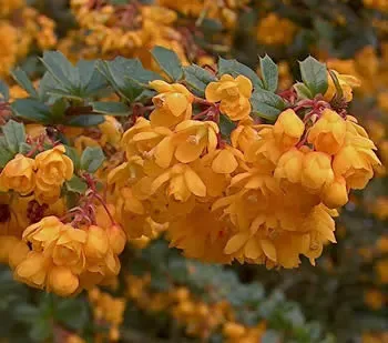 a Berberis darwinii Crespino