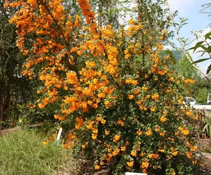 Berberis Darwinii 1