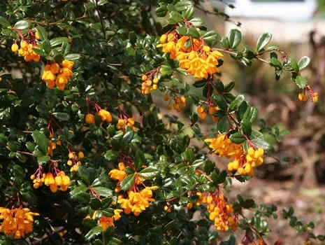 a Berberis Darwinii 2