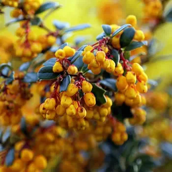 a Berberis Darwinii