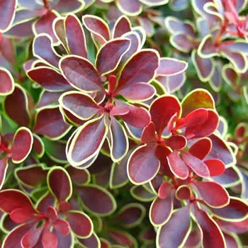 Berberis Admiration Japanese Barberry1