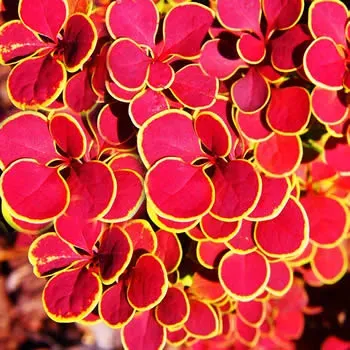 Berberis thunbergii Orange Sunrise