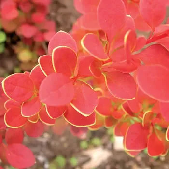 Berberis thunbergii Orange Sunrise1