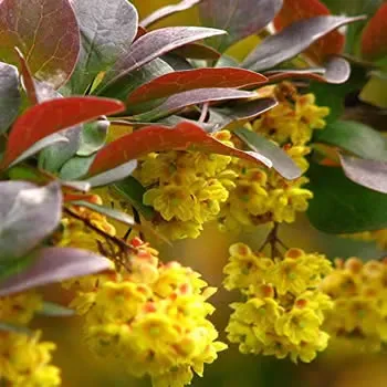 Berberis thunbergii