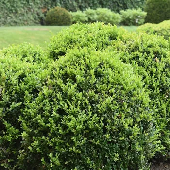 Buxus Sempervirens