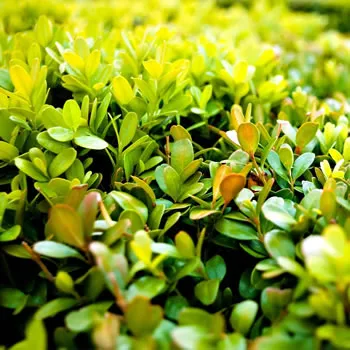 Buxus Sempervirens