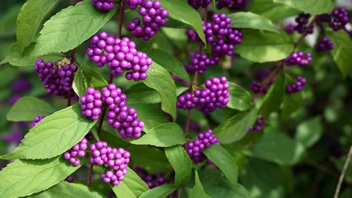 callicarpa americana full of beautiful branches.
