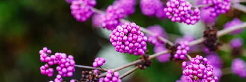 Callicarpa americana purple berries in winter garden, banner. Callicarpa bodinieri ( beautyberry Lamiaceae or Bodinier's beauty berry, American beautyberry, Callicarpa americana)
